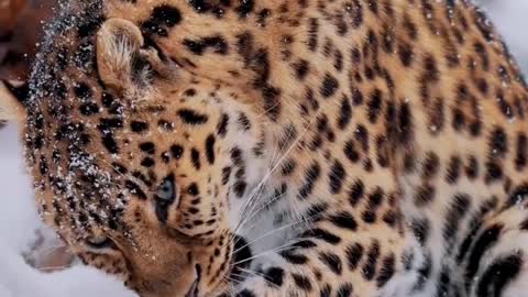 Admire the endangered big cats of the Far East up close