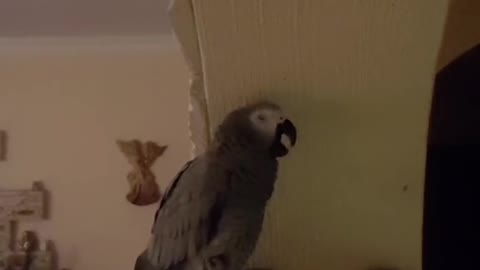 #parrotsofmine #parrotslife #funny #parrotslove