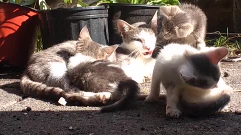 Feral kittens at my window! so lovely