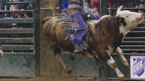 Some of the best bull riding clips from this year