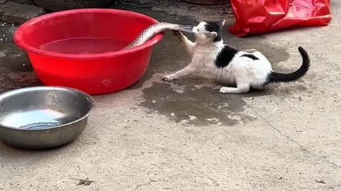Cat pulling Fish 😀😀