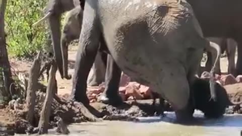 BABY ELEPHANT 🐘 FALLS IN WATER HOLE AND HELPED BY MOTHER