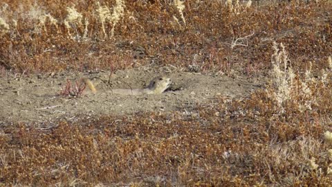 Black-tailed Prairie Dog