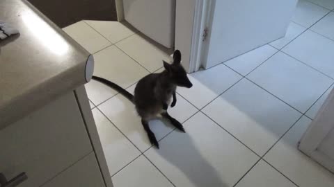 Young wallaby jumps all over hotel room