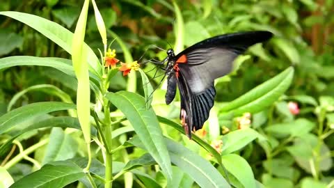 Beautiful Rainforest Butterflies