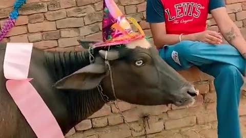 Cow birthday celebrating🎉🎊|| video||