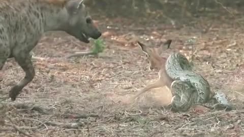 Hyena see antelope by boa constrictor winding