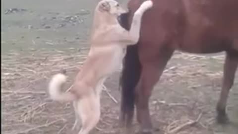 Horse's Kick Vs The Dog's Sad End I Fail Of The Month | Funny Trends #shorts #funny animals