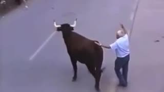 The Bull Whisperer