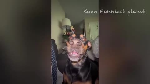 #funny video#dog