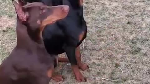 Doberman Pinscher - Dog brain training Master #shorts