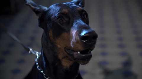 Doberman Horror Power Animal Looking Danger