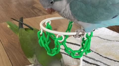 The defence for the blue team parrot sucks. He’s just letting Green parrot score all over the place