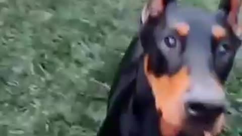 Dog trainer video 🐕🥳🐶