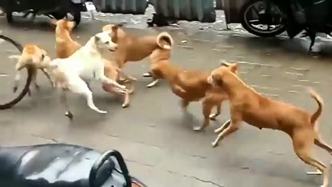 ANGRY DOGS BARKING 🐕 STREET DOGS FIGHT | DOGS FIGHT VIDEOS ||