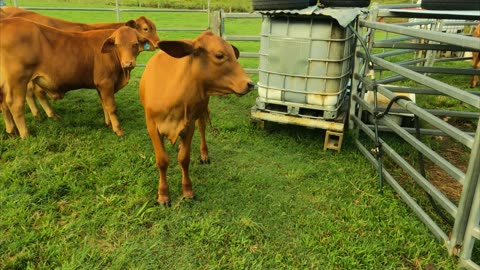 93- Calves Up Close and Personal 25. 02. 2023