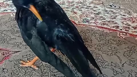 Funny Crow 🐦‍⬛