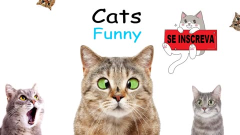 Try not to laugh with these funny cats