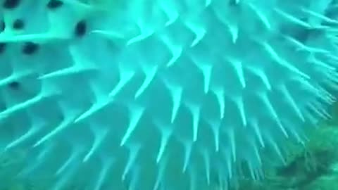 Unseen beautiful puffer fish roaming around #shorts #viral #shortsvideo #video