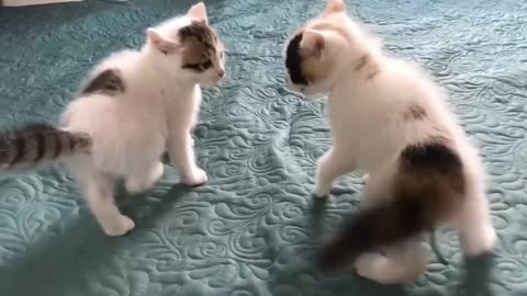 Little cat fighting each other 🤣