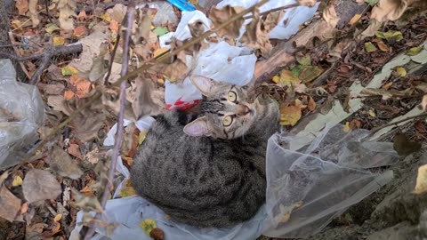 Incredibly cute homeless cat with adorable squint eyes