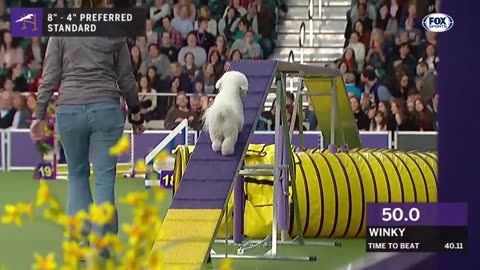 Dogged Determination: Agility Championship Showcases Trained Dogs