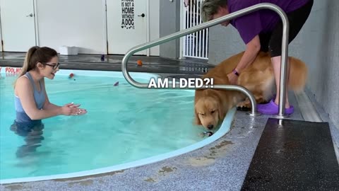 My Dog Rents a Swimming Pool fun network of lovely