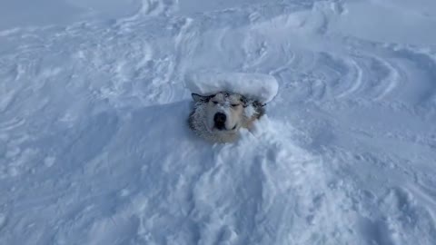 🙂🙂Look the Snow ❄ dog 🐕