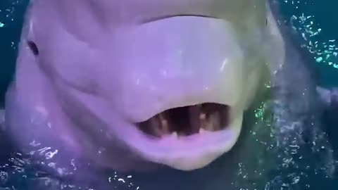 so unreal dolphin