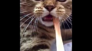 2min to Laugh Cute and Funny Cat Videos to Keep You Smiling! (2)