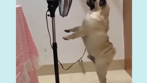 Funny Dog dancing