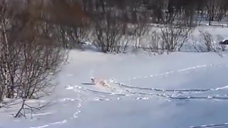 dog slip in the snow