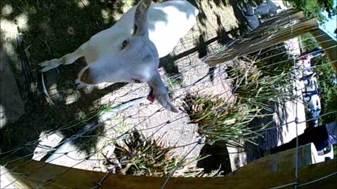 Friendliest Goats in the world