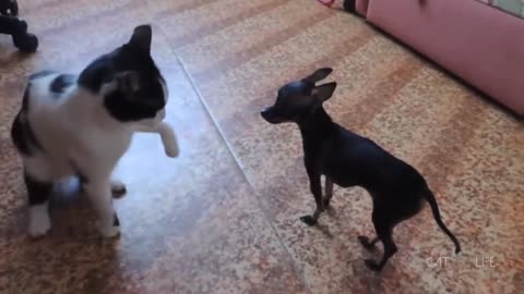 Dog’s First Encounter with a Kitten: Cutest Reactions!