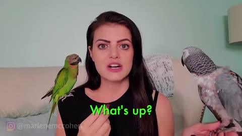 Teach your parrot to talk!