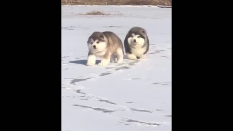 Cute baby husky running over snow | Dog Compilation