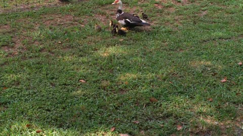 Meet the duck family everyone