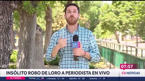 Papagaio rouba, ao vivo, fone de ouvido de repórter de TV no Chile