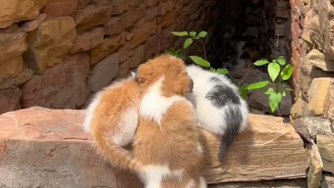 Cute 🥺 cat with beautiful family ❤️