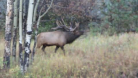 bugling elk in Rocky mt. nat'l park