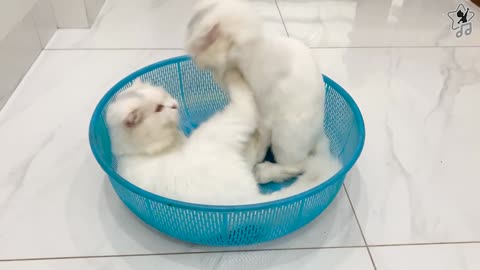 Playing cat