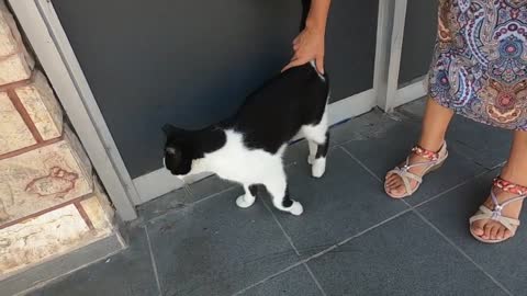 Tuxedo cat with white dot at the end of its tail is so cute and loving