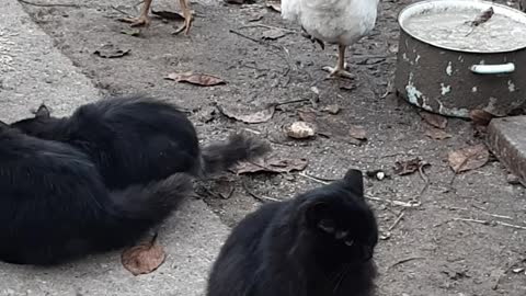 Cat chicken2