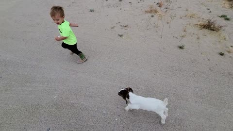 Baby Goat Running with Toddler