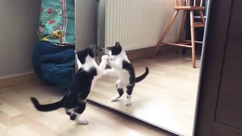 Funny Cat And mirror video|Funny Videos| 30 seconds