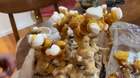 How Eating Mushrooms Support Your Immune System