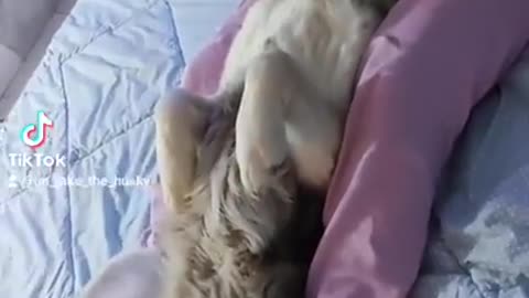 Jake the Husky enjoys getting massages.