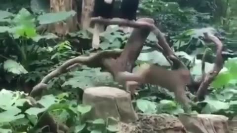 Monkey's Flip #shorts #viral #shortsvideo #video