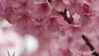 As flores de cerejeiras do japão!