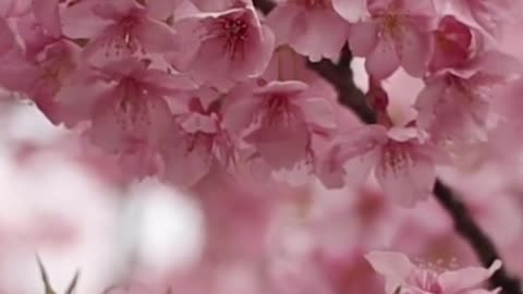 As flores de cerejeiras do japão!